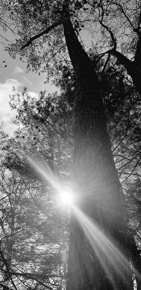 Sunlight Forest Landdcape Nature Tree Hd Mobile Wallpaper Peakpx