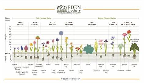 Eden Brothers Bulb Growth Chart | When to plant bulbs, Planting bulbs