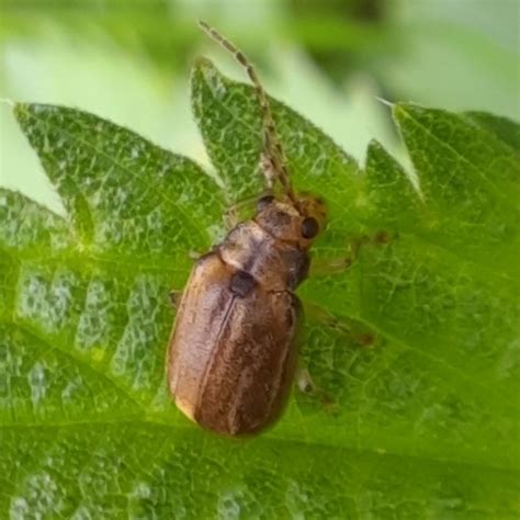 Photo Viburnum Leaf Beetle Pyrrhalta Viburni Observation Org