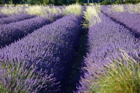 26 Irresistible Reasons To Grow Lavender In Your Garden Growing