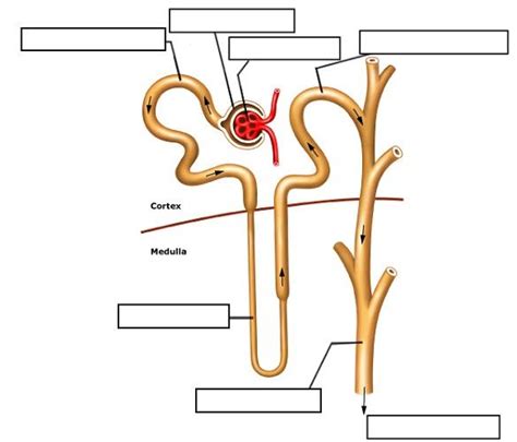 Muscle diagrams are a great way to get an overview of all of the muscles within a body region. Urinary Tract Part II at University of Vermont - StudyBlue