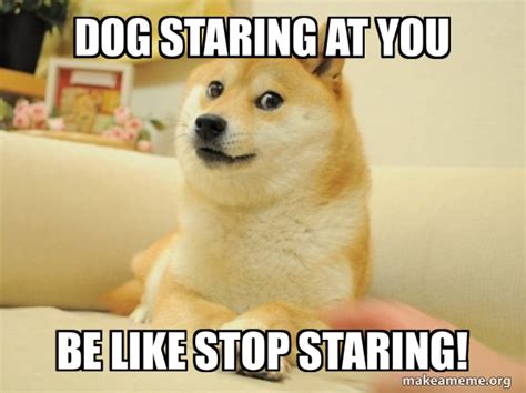 Dog Staring At You Be Like Stop Staring Doge Meme Generator