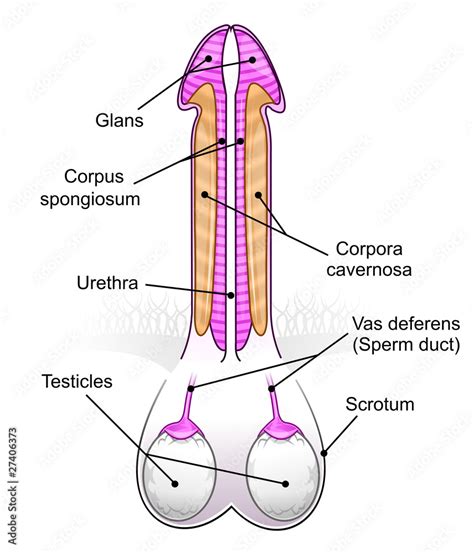 Penis Testicles Diagram Stock Illustration Adobe Stock
