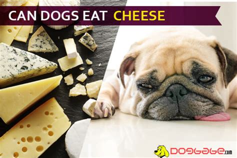 Fortunately, cottage cheese is one of the best types of cheese to feed your furry friend for a number of good reasons. Can Dogs Eat Cheese? Learn The Secrets Of A Nutritious ...