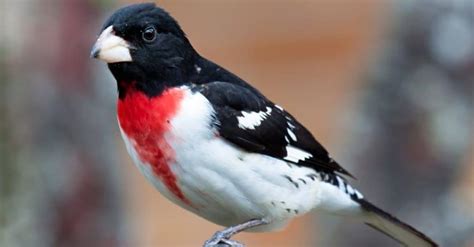 Rose Breasted Grosbeak A Z Animals