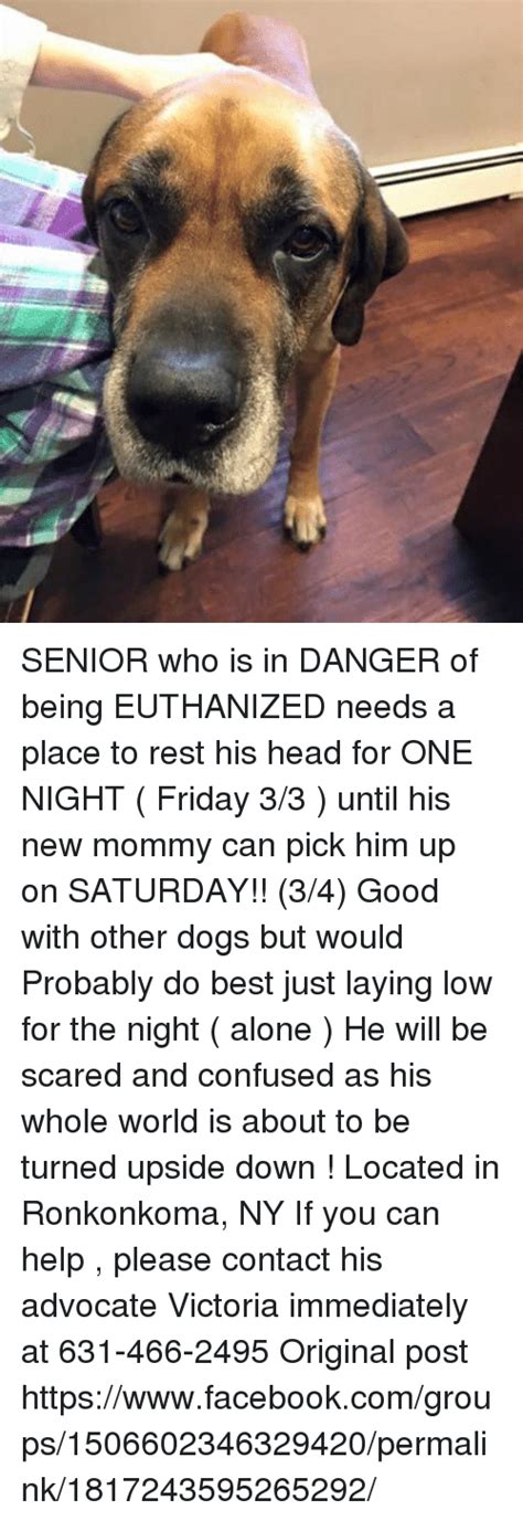 Senior Who Is In Danger Of Being Euthanized Needs A Place To Rest His