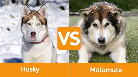 Husky Vs Malamute Whats The Difference Dogexpress