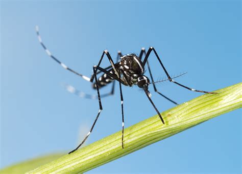 Tiger Mosquitoes May Be Quickly Adapting To Colder Climates •