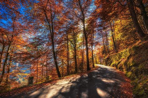 Sunny Day On Autumn Forest Road Roads Trees Fall Nature Forests