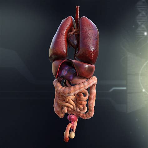 Human Male Internal Organs 3d Model Max Obj 3ds Fbx Lwo Lw
