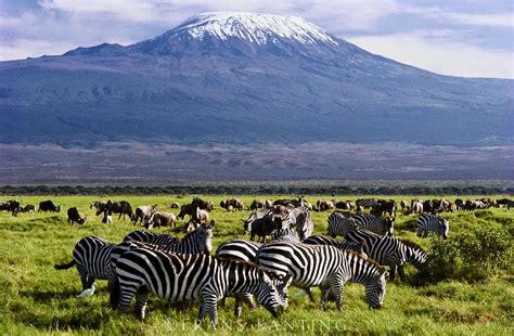 4 Days Nairobi National Park And Amboseli National Park Kenya Safaris