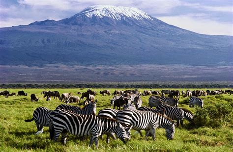 Amboseli is kenya's second most popular safari destination. Amboseli national park - Kenya national parks , kenya safari