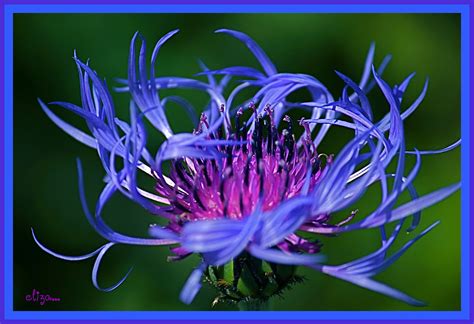 Beautiful Blue Flowers Flickr