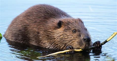 Beaver Spirit Animal Symbolism And Meaning