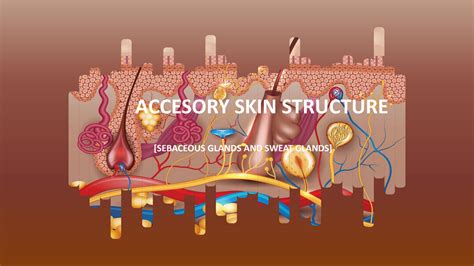 Solution Anatomy And Physiology Sebaceous Sweat Glands Studypool