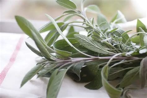 11 Most Common Herbs And Spices Used In Italian Cuisine Diy Herb Gardener