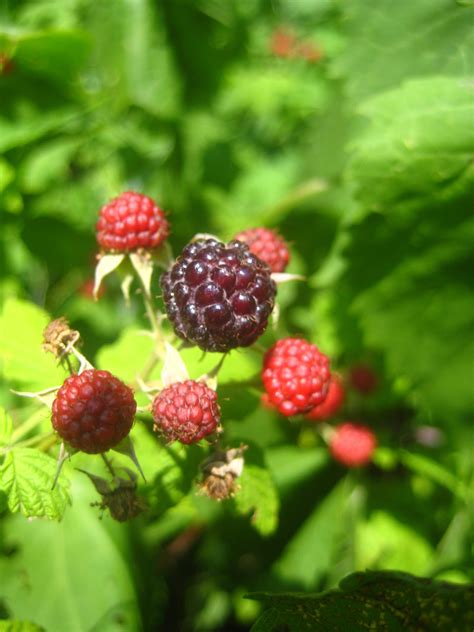 Rubus Occidentalis Black Raspberry Wild Ridge Plants