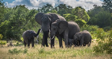 Create a trip to save and organize all of your travel. Book African Safaris, Tours & Experiences | Rhino Africa