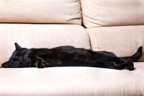 Sleeping Black Cat Stock Photos Pictures And Royalty Free Images Istock