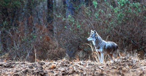 Coyotes A Nuisance We Can Live With Invasive Canines Now Just Part Of