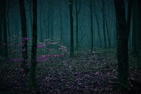 Mystery Forest By Lillianevill On Deviantart