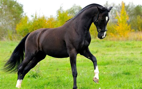 Fotos De Hermosos Caballos 160 Imágenes De Alta Calidad Gratis