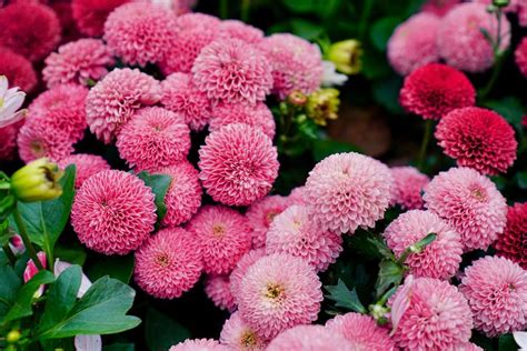 A google ingyenes szolgáltatása azonnal lefordítja a szavakat, kifejezéseket és weboldalakat a magyar és több mint 100 további nyelv kombinációjában. Blooming Dahlia Field of Flowers | Avas flowers, Bloom ...
