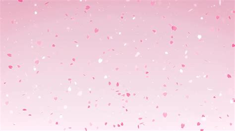 Sakura Cherry Blossoms Falling Stock Motion Graphics Motion Array