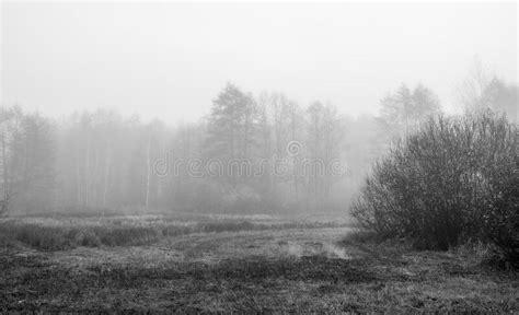 Monochrome View Of A Foggy Morning In The Wetlands Stock Image Image