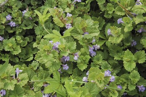 Ground Ivy An Aromatic Evergreen Wild Edible Eat The Planet