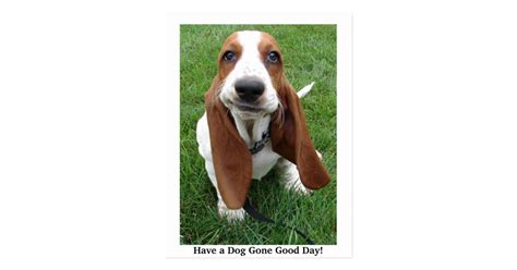 Have A Dog Gone Good Day Postcard Zazzle