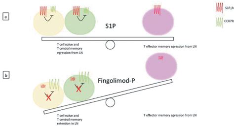 Sites of action — hemostasis involves several processes. Mechanism of action of S1P and fingolimod-P. (a) In ...