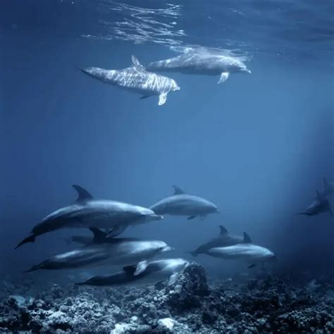 Common Bottlenose Dolphin Facts Diet Habitat And Pictures On Animaliabio