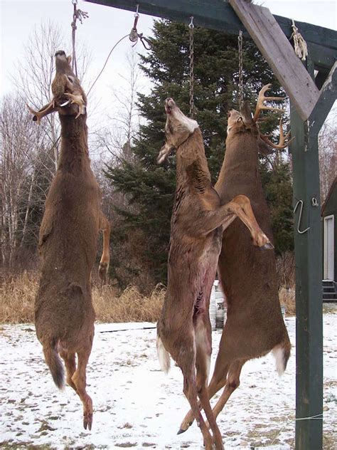 Deer Hunting Photos Pb Guide Service