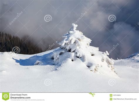 Small Fluffy Fir Trees Covered With Webby Snow Spruce Tree Stand In