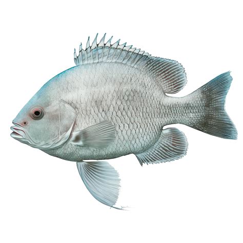 White Tilapia Oreochromis Niloticus Urban Fish Farmer