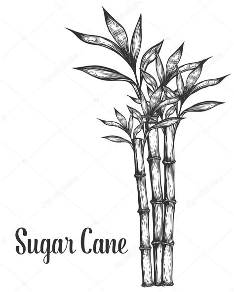 Click here for more career coloring pages. Sugar Cane Coloring Coloring Pages