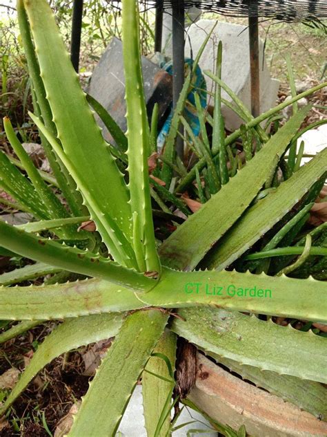 Maybe you would like to learn more about one of these? Tanam Lidah Buaya Pilih Spesies Aloe Barbandesis Miller ...