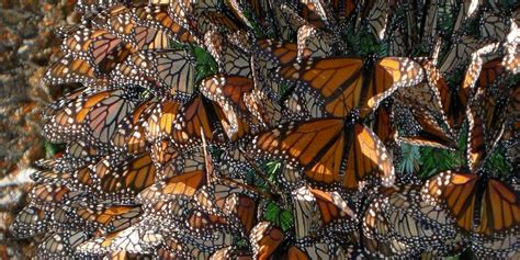Monarch Butterfly Migration Evolution Business Insider