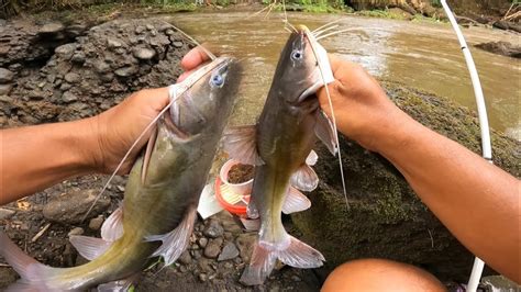 Menegangkan‼️ Mancing Saat Air Sungai Keruh Dapat Ikan Baung