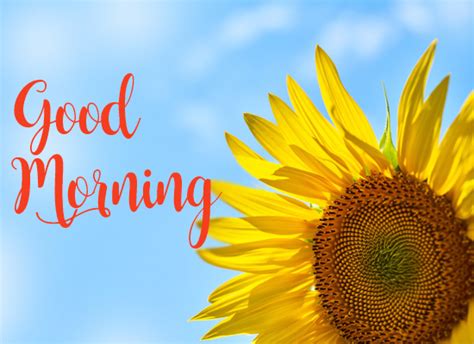 Good Morning Wishes With Sunflower Free Good Morning Ecards 123