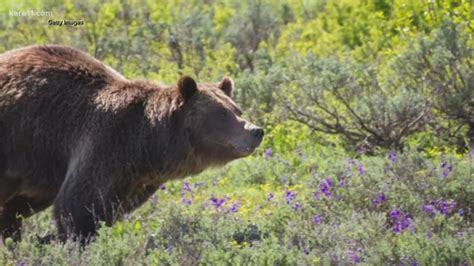 First Grizzly Bear Sighting This Year In Yellowstone