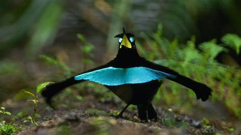 New Vogelkop Superb Bird Of Paradise Changes Up The Old Song And Dance