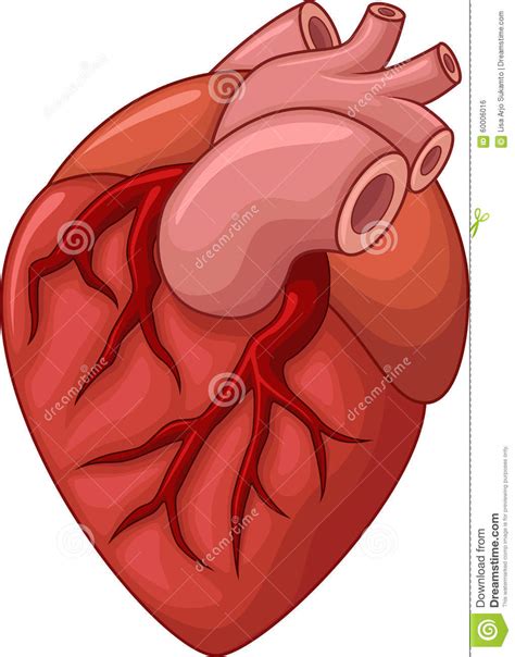 Human Heart Cartoon Illustration Stock Vector