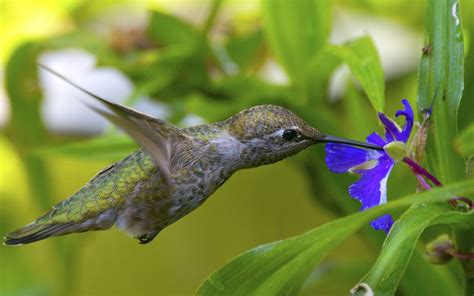 Hummingbirds And Blue Flower Wallpaper Hd 2560x1600
