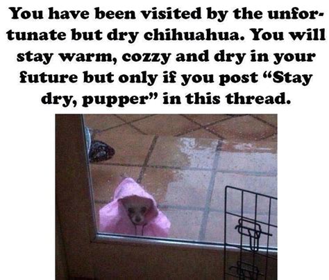 Stay Dry Pupper Sleep Tight Pupper Know Your Meme