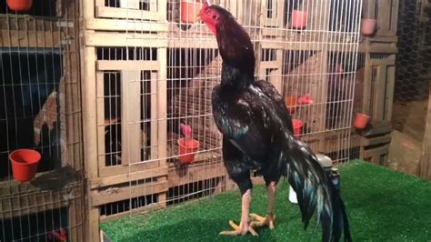 Ovelha Com Fraqueza Nas Pernas