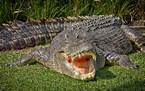 Are Crocodiles Dangerous American Oceans