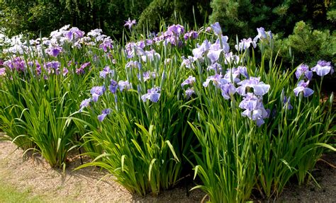 Iris Planter Et Diviser Ooreka