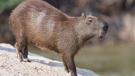 Capybara Meet The Worlds Largest Rodent